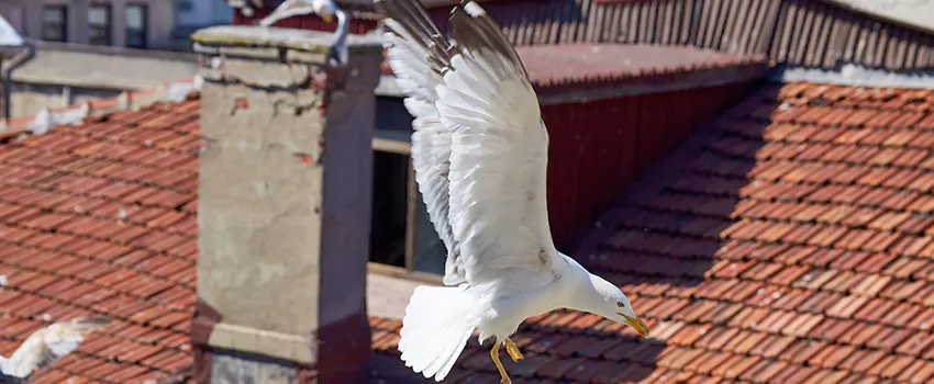 Residential Chimney Animal Removal Solution in Gallup, NM