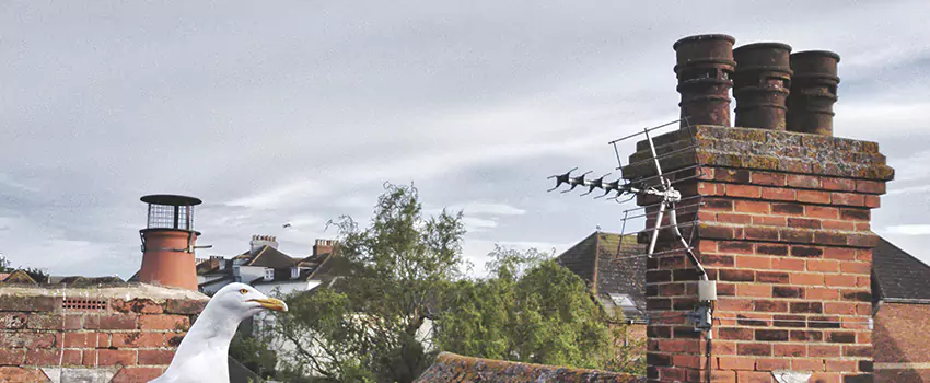 Chimney Cleaning And Restoration in Gallup, New Mexico